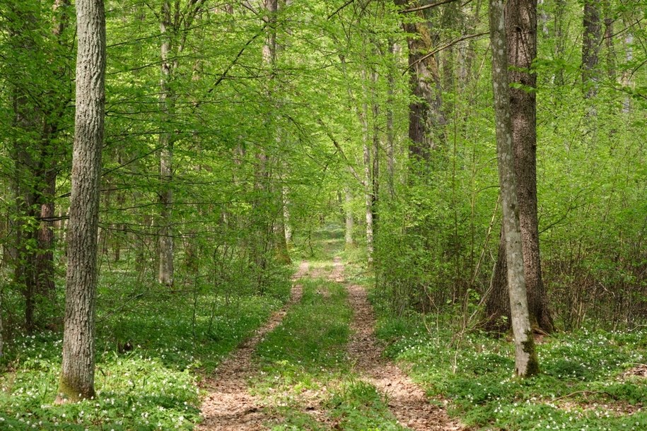 Bialowieski Park Narodowy /shutterstock /Shutterstock