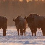 Białowieskie żubry policzone. Młode się rodzą, ale wiele zwierząt umiera