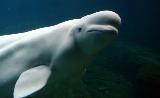 Białucha arktyczna dopłynęła Sekwaną w pobliże Paryża
