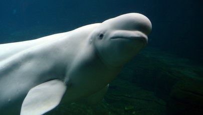 Białucha arktyczna dopłynęła Sekwaną w pobliże Paryża