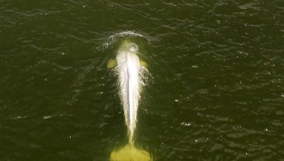 Białucha z Sekwany nie przeżyła akcji ratunkowej 