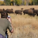 Biały bizon w Yellowstone. Indianie mówią, że to omen