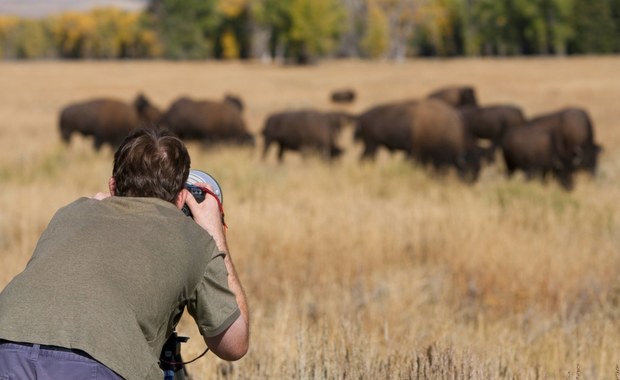 Biały bizon w Yellowstone. Indianie mówią, że to omen