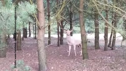 ​"Biały duszek" w Borach Tucholskich. Jego spotkanie przynosi szczęście