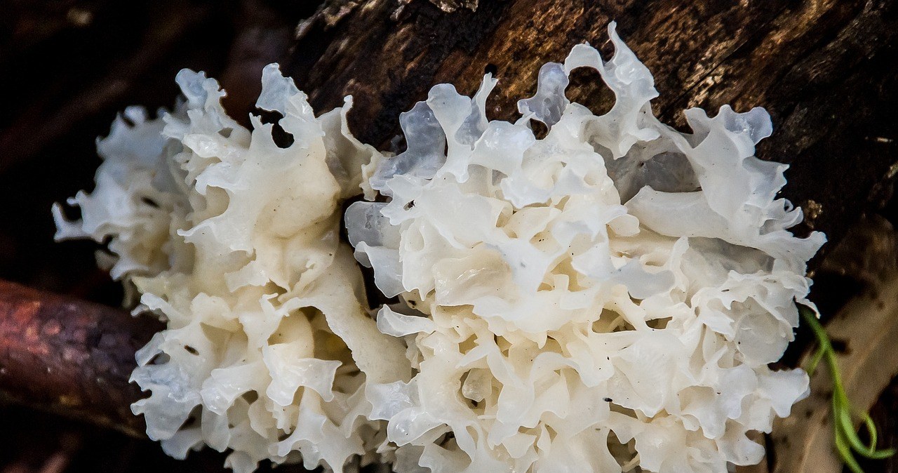 Biały grzyb tremella, znany też jako śnieżny grzyb lub trzęsak morszczynowaty /sandid