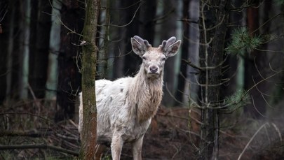 Biały jeleń w Opolskiem. Nadleśnictwo opublikowało nagranie
