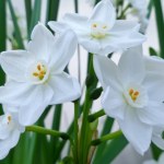 kwiaty łatwe w uprawie Biały kwiat pięknie ozdobi wnętrze zimą. Do tego pachnie pierniczkami