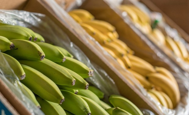 Biały proszek w kartonach z bananami. Są wyniki badań