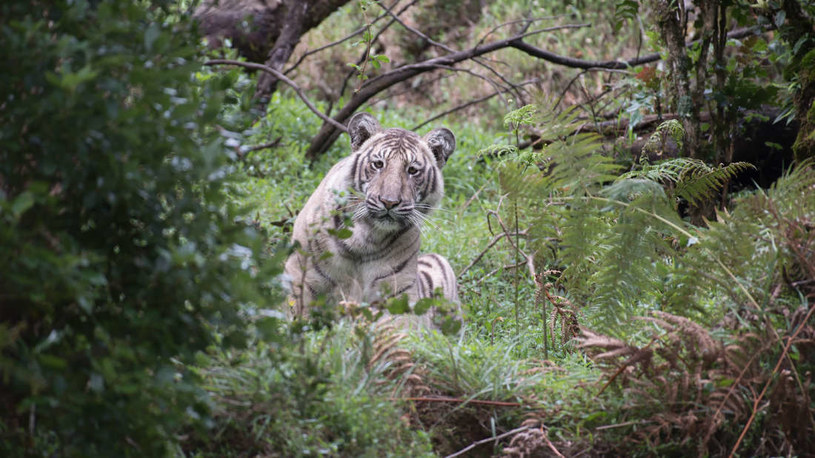 Biały tygrys uchwycony na wolności /Fot. Nilanjan Ray /materiały prasowe