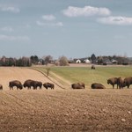 Białystok: Darmowe przejazdy do lokalnych atrakcji