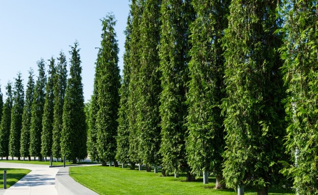 ​Białystok: Radni za wstrzymaniem wycinki 95-letnich tuj