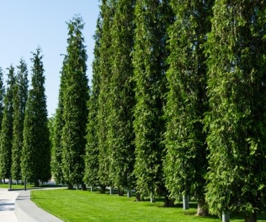 ​Białystok: Radni za wstrzymaniem wycinki 95-letnich tuj