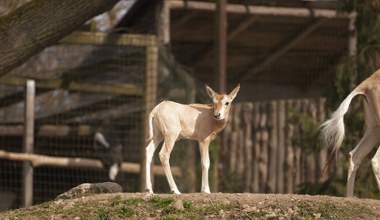 Biblijne zwierzę urodziło się w Polsce. To rzadkość, bo przecież wymarło