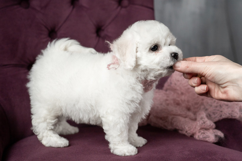 Bichon to mały i energiczny pies, który pokryty jest sporej długości włosami /123RF/PICSEL