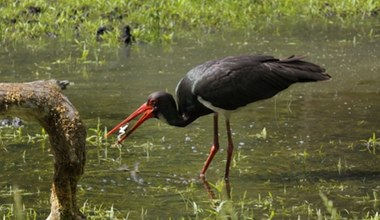 Biebrzański Park Narodowy pokazuje dane z monitoringu. Sytuacja jest niepokojąca