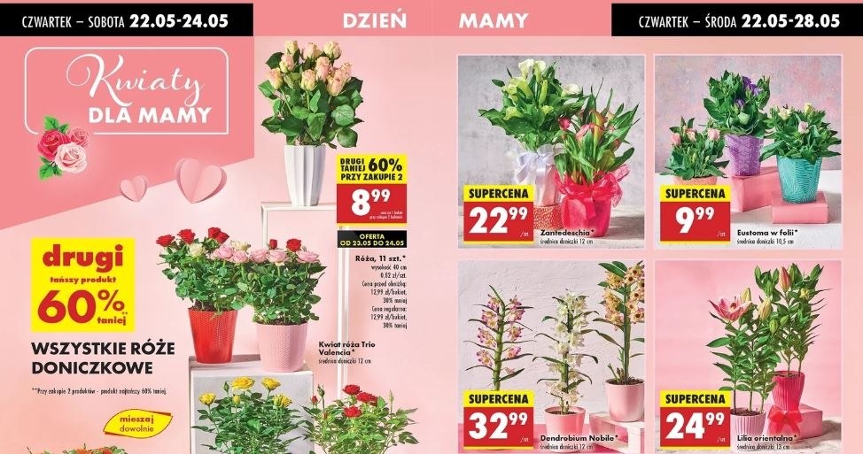 Biedronka oferuje rośliny doniczkowe na Dzień Matki! /Biedronka /INTERIA.PL