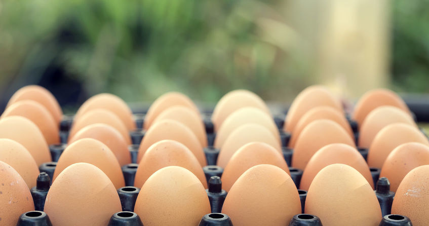 Biedronka wycofa ze sprzedaży jaja z chowu klatkowego /123RF/PICSEL