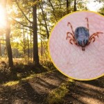 Biegną do człowieka i atakują. Eksperci ostrzegają przed tymi kleszczami
