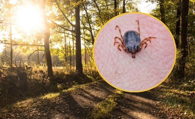 Biegną do człowieka i atakują. Eksperci ostrzegają przed tymi kleszczami
