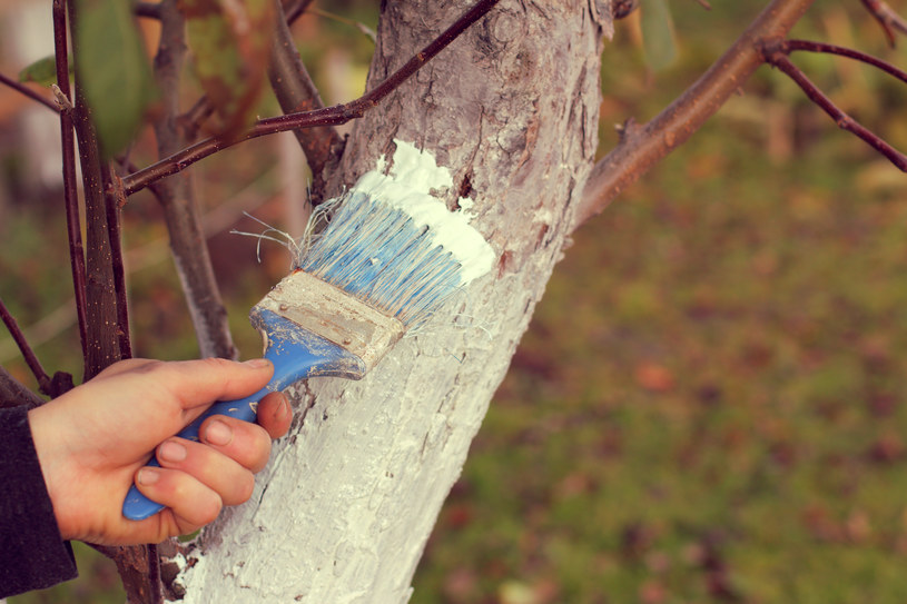 Bielenie drzew to ważny element ich pielęgnacji. Pomaga zabezpieczyć je przed przemarzaniem. Kiedy bielić drzewa owocowe i czego użyć? /123RF/PICSEL