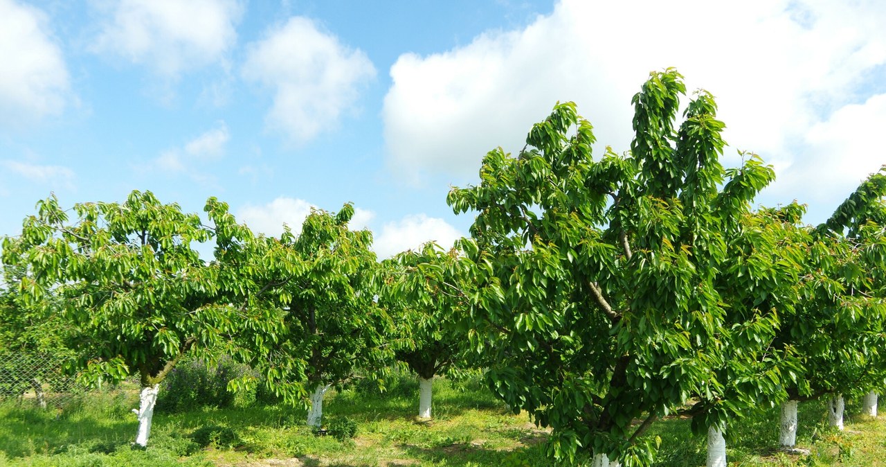 Bielenie drzewek owocowych w sadzie jest popularnym sposobem ich zabezpieczania przed uszkodzeniami mrozowymi. /ZOFIA I MAREK BAZAK / EAST NEWS /East News