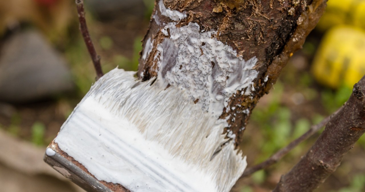 Bieleniem drzewek owocowych najlepiej zająć się jeszcze w listopadzie albo grudniu /123RF/PICSEL