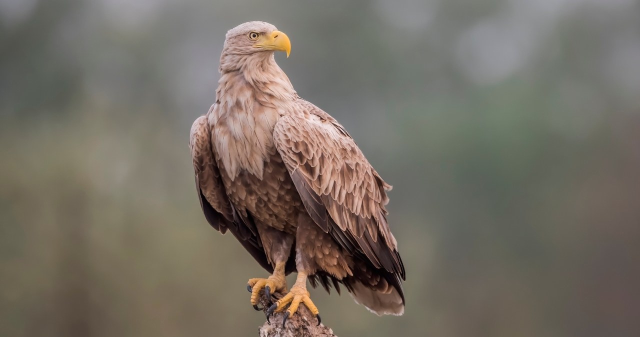 Bielik (łac. Haliaeetus albicilla) jest największym ptakiem, który gniazduje w Polsce /CanvaPro /Canva Pro