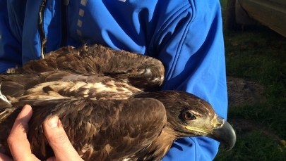 Bielik nie chciał wrócić na wolność?