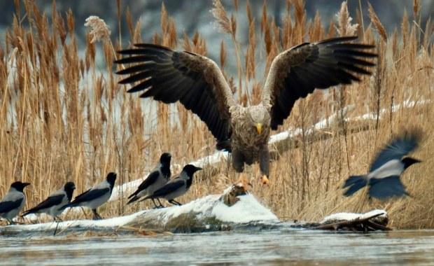Bielik przyleciał do Warszawy [ZDJĘCIA]