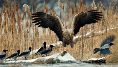 Bielik przyleciał do Warszawy [ZDJĘCIA]