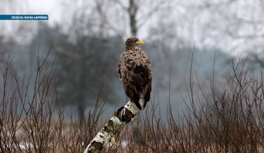 Bielik to nie orzeł. Ptaki w Polsce mają się coraz lepiej