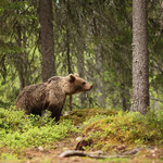 Bieszczady. Niedźwiedź spaceruje po podwórkach. Gmina chce go odstraszyć