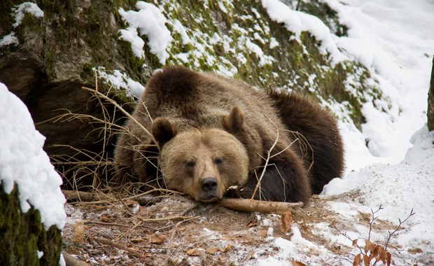 Bieszczady: Przygotuj się na bliskie spotkanie z niedźwiedziem 