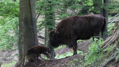 Bieszczady: W zagrodzie pokazowej w Mucznem urodziła się żubrza dziewczynka