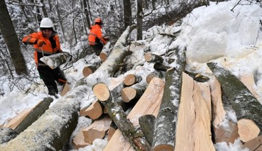 Bieszczady: Wycinka drewna w lesie