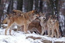 Bieszczady: Wyjątkowo liczna wataha wilków