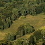 Bieszczadzki ruchomy las. Niezwykłe zjawisko, które fascynuje przyrodników