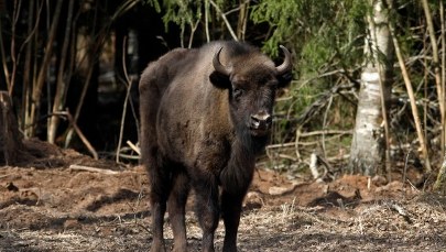Bieszczadzkie żubry jadą do Bułgarii