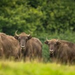 Bieszczadzkie żubry policzone. Co martwi naukowców mimo stabilizacji?