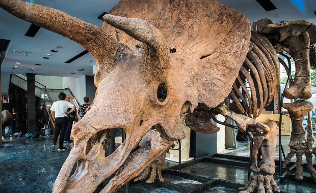 "Big John" idzie pod młotek. Może zostać sprzedany za 1,5 mln euro  