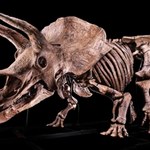 Big John - największy triceratops na świecie sprzedany za miliony euro