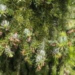 Bije na głowę tuje. Tworzy gęsty żywopłot, który przyciąga wzrok