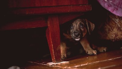 ​Bił psa łańcuchem. 44-latek stanie przed sądem