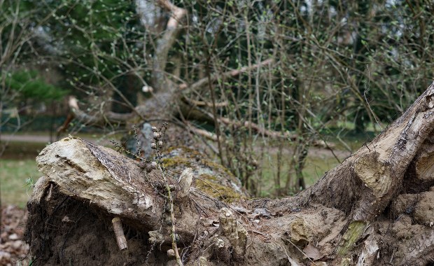 Bilans wichur na Śląsku: Uszkodzone dachy i zerwana trakcja