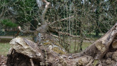 Bilans wichur na Śląsku: Uszkodzone dachy i zerwana trakcja