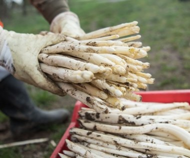 "Bild": Na uprawach szparagów może zabraknąć tysięcy pracowników z Polski