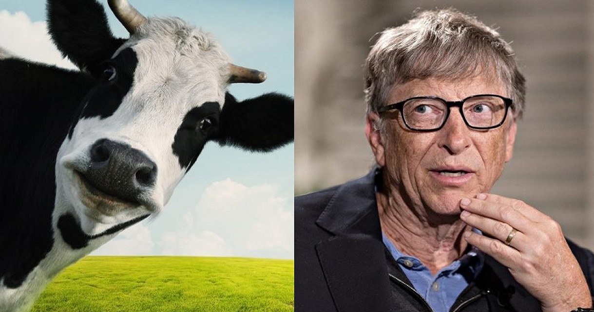 Bill Gates tworzy krowę GMO. Chce powstrzymać wielkie zmiany klimatyczne /Geekweek