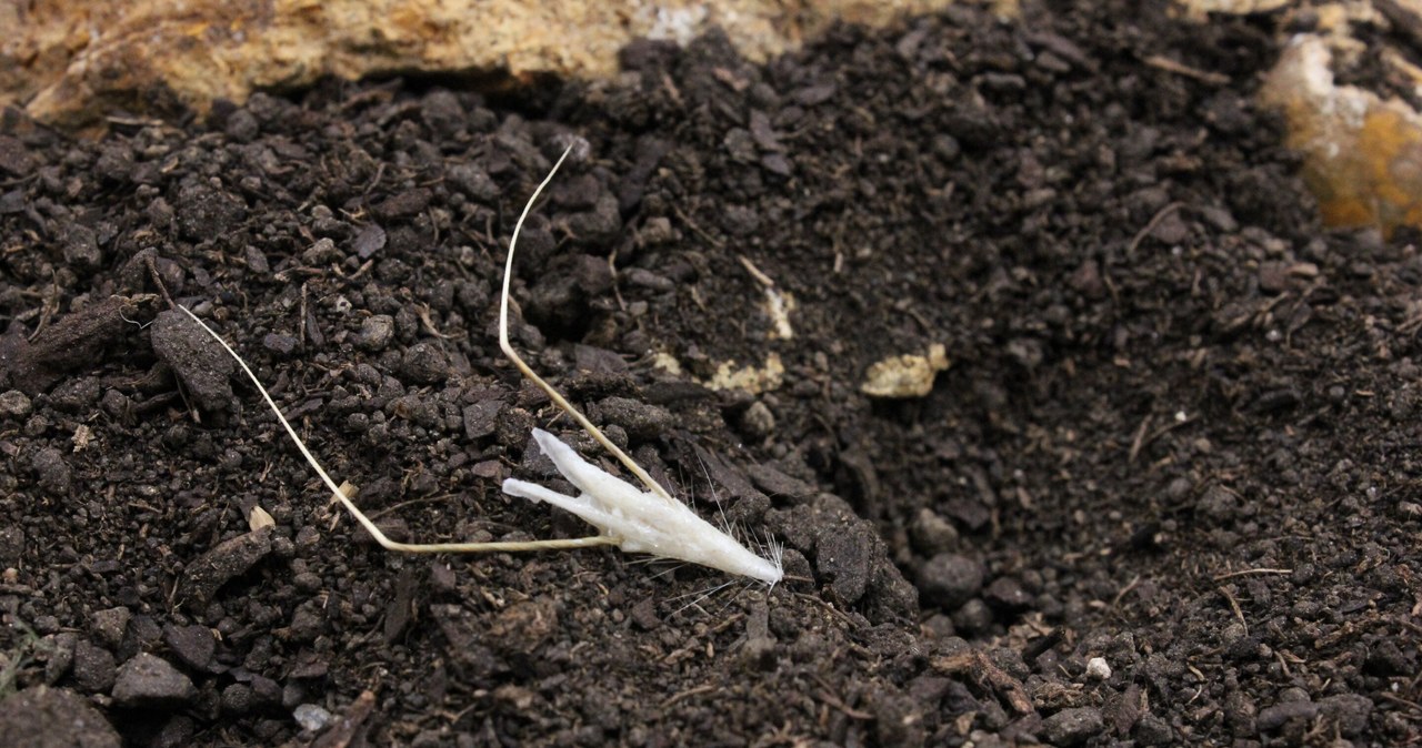 Biohybryda przypomina owada. /Włoski Instytut Technologii, Uniwersytet we Fryburgu /materiał zewnętrzny