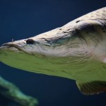 Biolodzy biją na alarm. Jedna z największych ryb świata zagraża kolejnym regionom