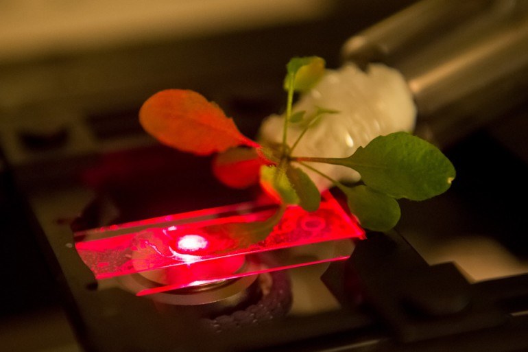 Bioniczne rośliny wkrótce odmienią nasze życie? Tu Arabidopsis thaliana /materiały prasowe